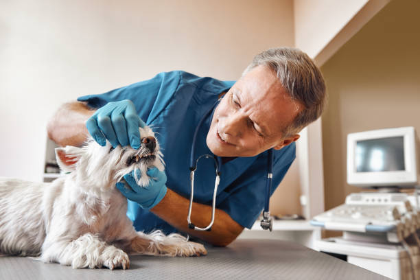 Best 24-Hour Emergency Dentist in Wilmer, TX
